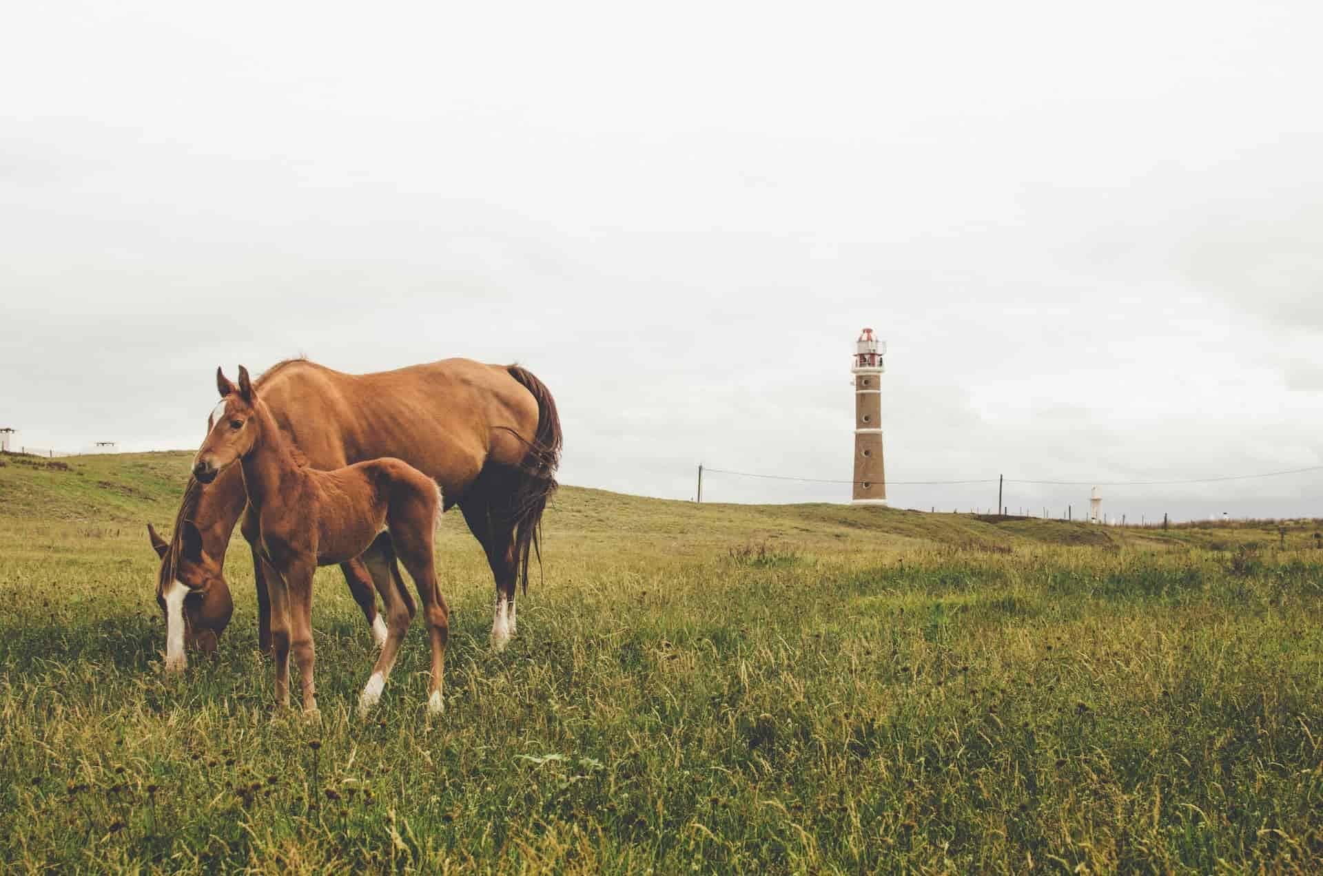 Horses in Cabo Polonio, Uruguay