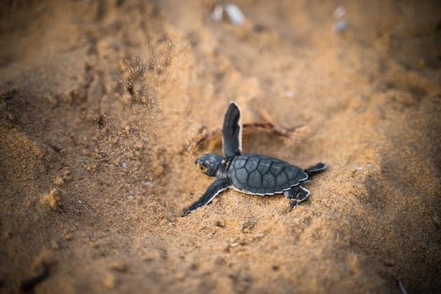 New born turtle in a beach in Paphos, Cyprus