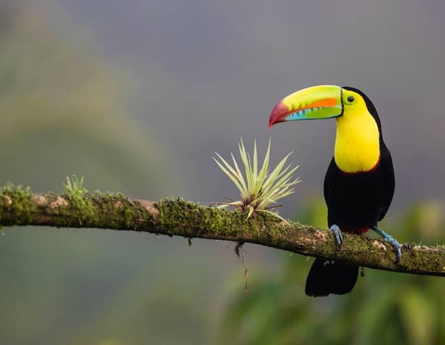 Toucan bird in tropical rainforest in Costa Rica