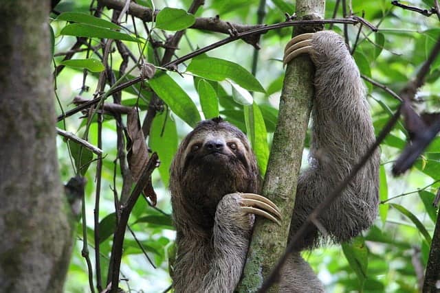 sloth friendly local, relaxed lifestyle, costa-rica