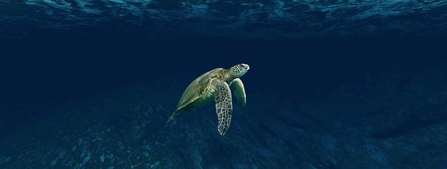 snorkeling turtle sea underwater ocean Mexico