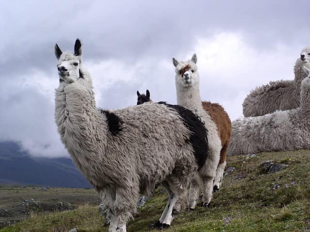 Enjoy the slower pace of life in Ecuador, lama Cotopaxi