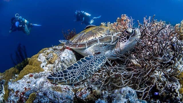 diving Philippines tortoise reef sea underwater, Philippines
