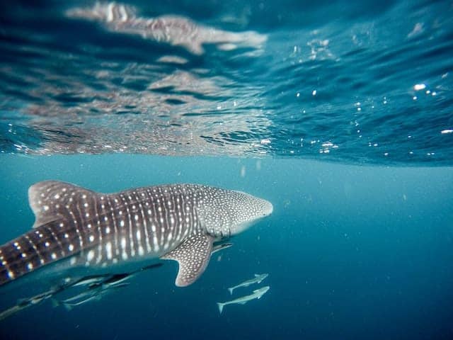 Cancun Weather in July - Swim with Whale Sharks